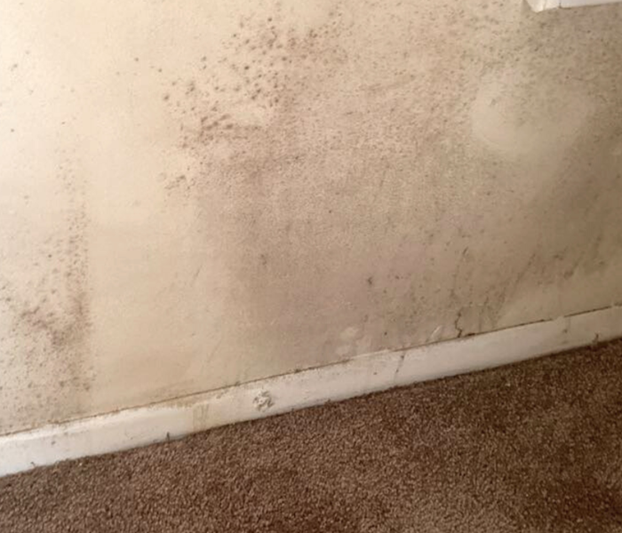 mold in dry wall