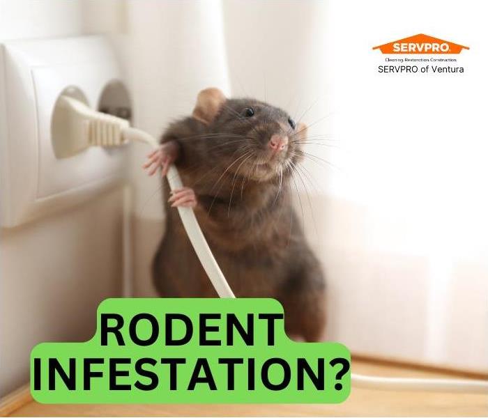 rodent near power socket