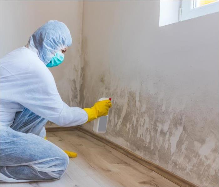 mold remediation removal