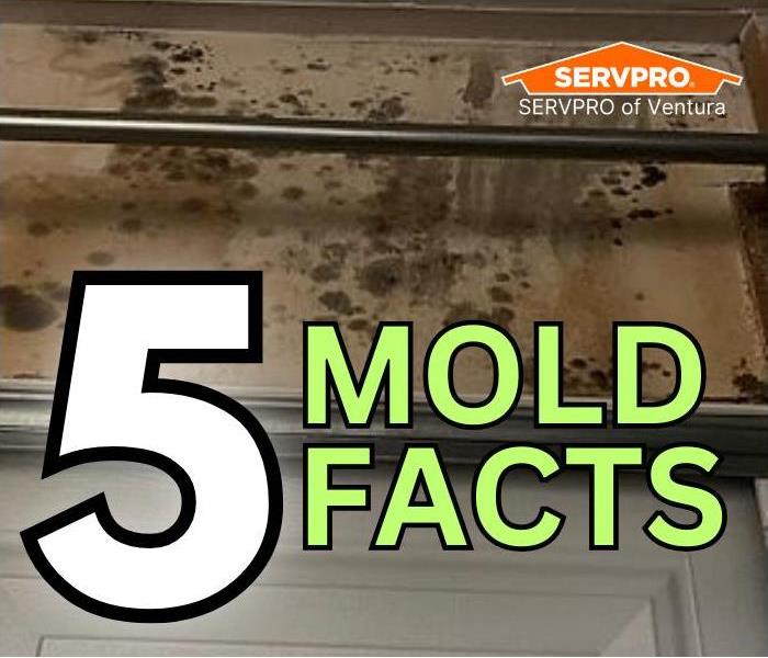 Mold damage from Ventura home