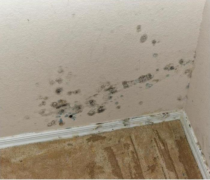 wall water damage and mold